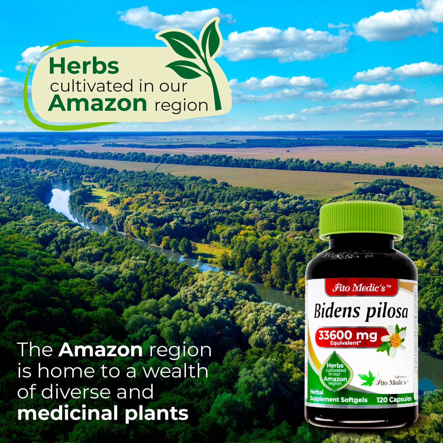 Bidens Pilosa - 120 capsules - Ultra High Absorption