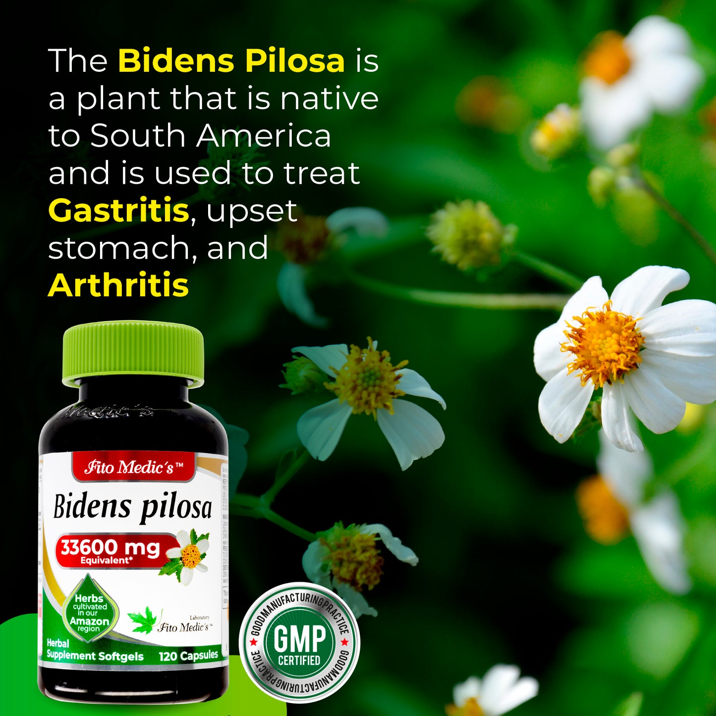 Bidens Pilosa - 120 capsules - Ultra High Absorption